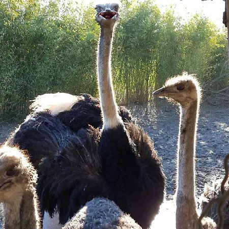 Agriturismo Ceppo Çiftlik konaklama